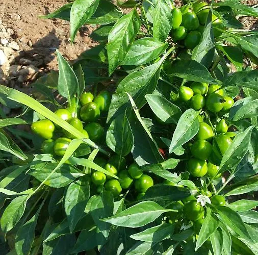 Farmház Azienda Agrituristica Le Terre Di San Leonardo